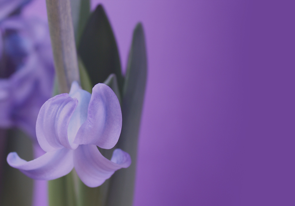 image of purple sweet peas flower for World Mission Society Church of God Day of Atonement description