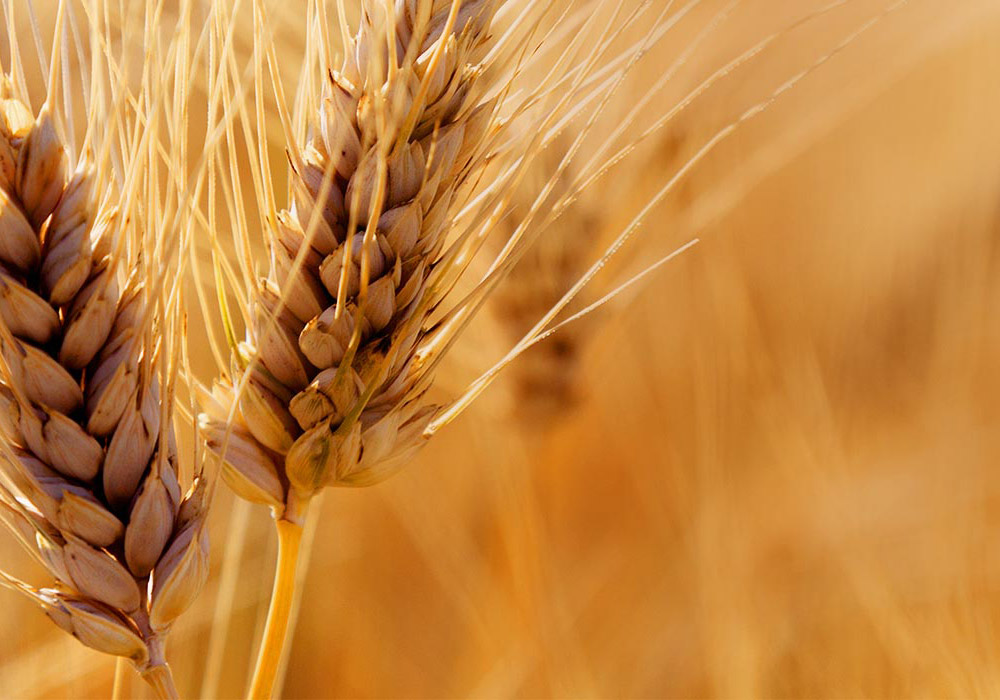 close up image of wheat for World Mission Society Church of God Feast of Tabernacles description